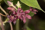 Florida milkvine